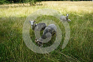 Animals Gute sheep, Ovis aries, graze in a meadow in Park Sanssouci. Potsdam, Germany