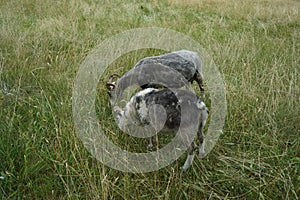 Animals Gute sheep, Ovis aries, graze in a meadow in Park Sanssouci. Potsdam, Germany