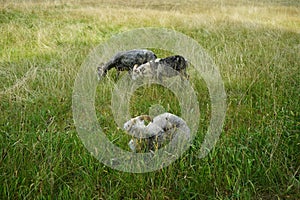 Animals Gute sheep, Ovis aries, graze in a meadow in Park Sanssouci. Potsdam, Germany