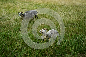 Animals Gute sheep, Ovis aries, graze in a meadow in Park Sanssouci. Potsdam, Germany