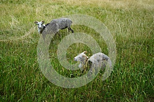 Animals Gute sheep, Ovis aries, graze in a meadow in Park Sanssouci. Potsdam, Germany