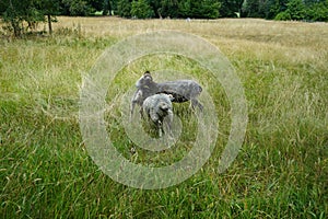 Animals Gute sheep, Ovis aries, graze in a meadow in Park Sanssouci. Potsdam, Germany