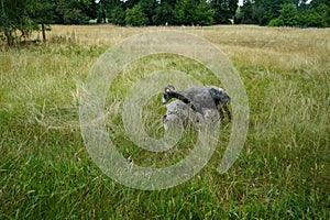 Animals Gute sheep, Ovis aries, graze in a meadow in Park Sanssouci. Potsdam, Germany