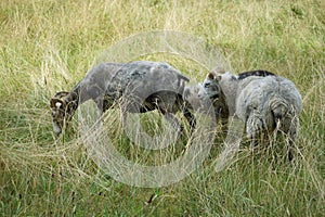 Animals Gute sheep, Ovis aries, graze in a meadow in Park Sanssouci. Potsdam, Germany