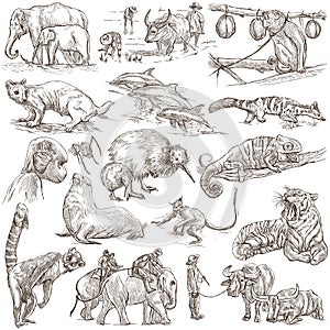 Animals - An hand drawn, full sized, illustrations on white.