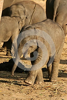 Animals: happy little baby elephant