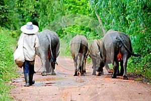 Animals and herdsman