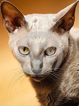 Animals at home. Egyptian mau cat