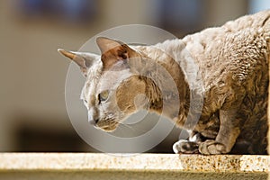 Animals at home. Egyptian mau cat