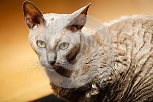 Animals at home. Egyptian mau cat