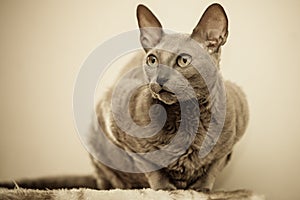 Animals at home. Egyptian mau cat portrait