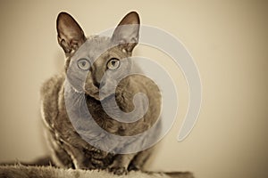 Animals at home. Egyptian mau cat portrait