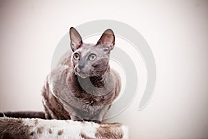 Animals at home. Egyptian mau cat portrait