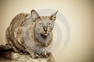 Animals at home. Egyptian mau cat portrait