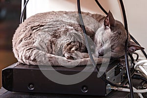 Animals at home. Egyptian mau cat sleeping