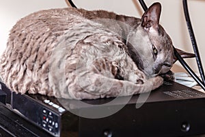 Animals at home. Egyptian mau cat sleeping