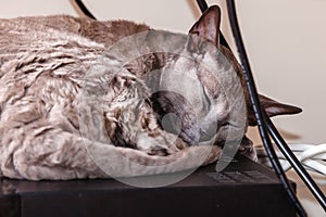 Animals at home. Egyptian mau cat sleeping