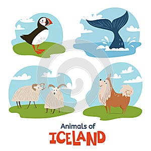 Animals of Iceland in flat modern style design