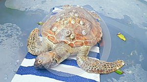 Animals - Injured turtle rescued off Tangalooma Island Resort Qld Australia photo