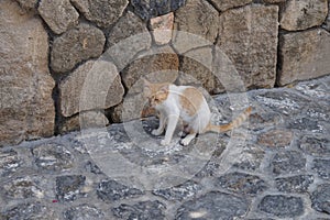 A lactating female cat with swollen mammary glands is on the road in the old town of Lindos, Rhodes, Greece photo