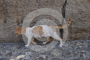A lactating female cat with swollen mammary glands is on the road in the old town of Lindos, Rhodes, Greece photo