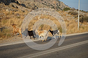 Wild goats ran across the Eparchiaki Odos Lardou-Lindou highway. Pefki, Rhodes Island, Greece