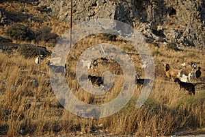 Wild goats, Capra aegagrus, ran across the Eparchiaki Odos Lardou-Lindou highway. Pefki, Rhodes Island, Greece