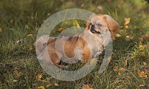 Animals life. Tibetan spaniel portrait