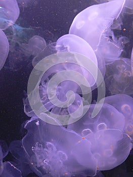 Animals: Lilac Jelllyfish