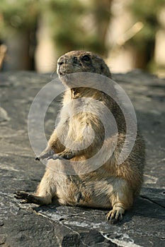 Animals: Little prairie dog