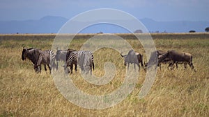 Animals Living in Harmony, Zebra and Wildebeeste Herd Feeds Together in Pasture