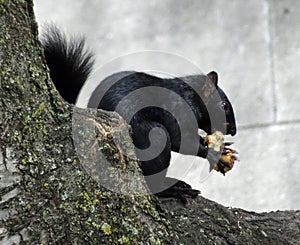 Animals living in a metropole: eating black squirrel