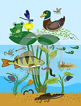 Animals living in pond. Ecosystem of pond. Diverse inhabitants of pond fish, amphibian, leech, insects and bird