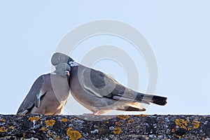 Animals in love. Breeding pair of birds preening with affection