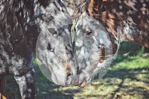 Animals in love photo