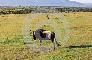 Animals in Maasai Mara, Kenya