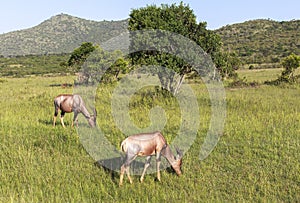 Animals in Maasai Mara, Kenya