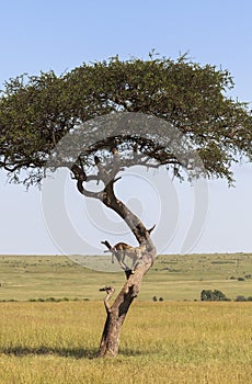 Animals in Maasai Mara, Kenya