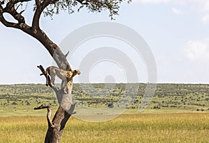 Animals in Maasai Mara, Kenya