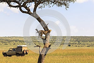 Animals in Maasai Mara, Kenya