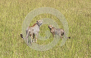 Animals in Maasai Mara, Kenya