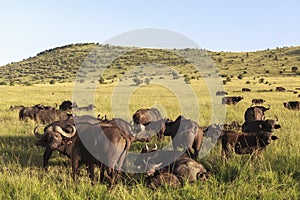 Animals in Maasai Mara, Kenya