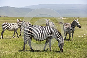 Animals in Maasai Mara, Kenya