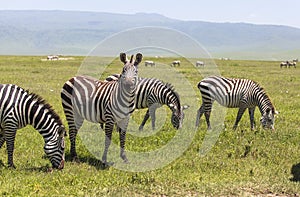 Animals in Maasai Mara, Kenya