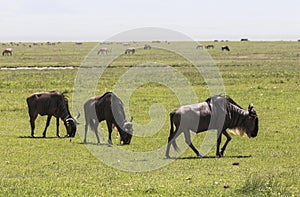 Animals in Maasai Mara, Kenya