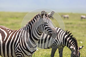 Animals in Maasai Mara, Kenya