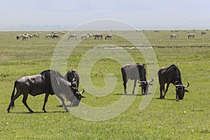 Animals in Maasai Mara, Kenya