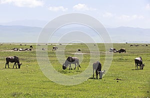 Animals in Maasai Mara, Kenya