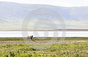 Animals in Maasai Mara, Kenya