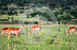 Animals in Maasai Mara, Kenya